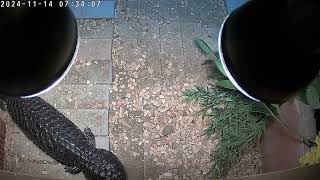 female shingleback skink [upl. by Anayhd]