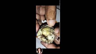 Balut egg embryo well known exotic food I Most of the Philippines viral asmr trending [upl. by Yslek]