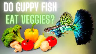 Guppy Fish Care  Do Guppy Fish Eat Veggies [upl. by Bui859]