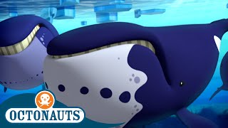 Octonauts  The Helpful Bowhead Whales 🐋  Series 2  Full Episode 6  Cartoons for Kids [upl. by Danila]