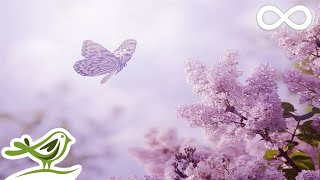 Always Soft Beautiful amp Relaxing Piano Music by Peder B Helland with Nature Photos [upl. by Irolam]