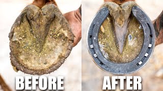 Farrier Hoof Restoration  Satisfying [upl. by Alfonse]