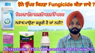 Azoxystrobin 11 amp Tebuconazole 183 ww SC ਝੋਨੇ ਉੱਪਰ ਕਿਹੜੀ ਫੰਗੀਸਾਈਡ ਕੀਤੀ ਜਾਵੇ  khetibadi paddy [upl. by Branden377]