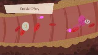 Hemostasis Coagulation and Fibrinolisis [upl. by Willman]