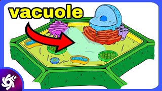 Vacuole in 4 Minutes [upl. by Sill]