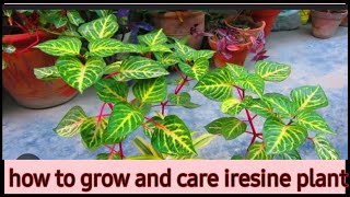 how to grow iresine plant by cutting care with propagation [upl. by Inger594]