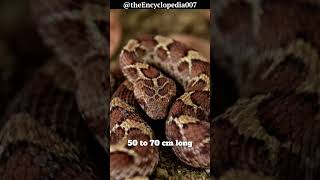 The Deadly Saw Scaled Viper [upl. by Smaoht948]