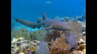 Juvenile Nurse Shark 2023 [upl. by Lockwood]