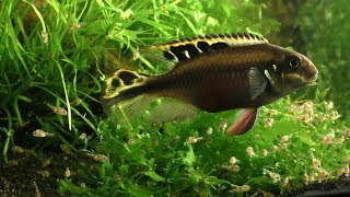 Kribensis  Pelvicachromis pulcher [upl. by Frankhouse]