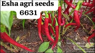 ESHA AGRI SEEDS 6631 CONTACT NO7993635370 [upl. by Iolanthe485]