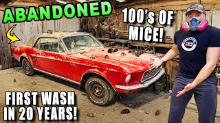 I Found The DIRTIEST Ford Mustang Sitting in a BarnCan it be Cleaned [upl. by Corby]