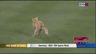 Rally cat takes the field [upl. by Cullie]