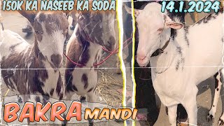 Bakra Mandi Lalukheit l 1412024 l 150k ka Naseeb ka Soda l lalukheit mandi l Season 2024 l [upl. by Aronael]