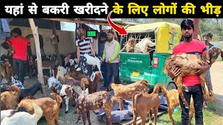 बकरी खरीदने के लिए गाड़ी लेकर पहुंचे लोग  सिरोही अजमेरी बीटल सभी मिलेगी  Goat for sale [upl. by Reivilo315]