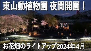 東山動植物園 夜間開園！「 お花畑」の様子。2024年4月、リニューアル直後。桜のライトアップと合わせて。丘に広がるお花畑が光で照らされています。 東山動植物園 夜間開園 東山動植物園お花畑 [upl. by Gusella]