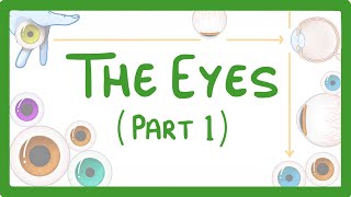 GCSE Biology  How the Eye Works Part 1  Structure of the Eye amp Iris Reflex 31 [upl. by Vey197]