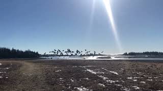 Gaggle of Canadian geese [upl. by Shirlee134]