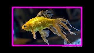 Fantail goldfish [upl. by Essirehs]