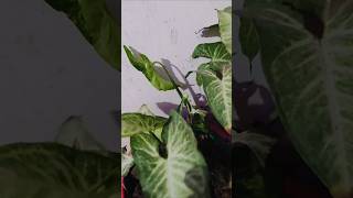 Varmicompost soil gardenexplorelove shorts likeforlike viralvideo [upl. by Enimsay311]