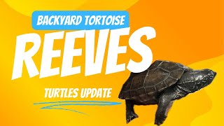 Reeves turtles are getting BIG [upl. by Namijneb480]