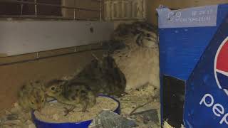 Broody coturnix quail tidbitting for her chicks [upl. by Nylegna]