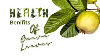 Health Benefits of Guava Leaves [upl. by Mattie]