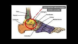 Goniometria del tobillo [upl. by Donata731]