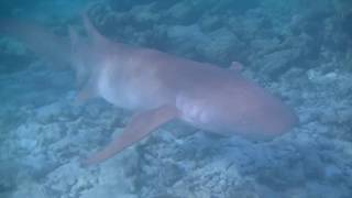 Snorkeling with Sharks in Alimatha Maldives in july 2015 [upl. by Papagena787]