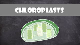 Chloroplast Structure and Function  Botany  Cell Biology [upl. by Shayn]