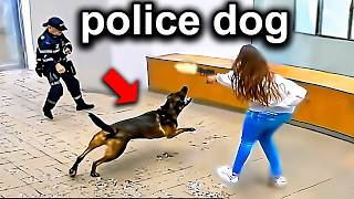 When Cops Are Saved By Police Dogs [upl. by Julie103]