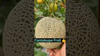 Cantaloupe  Rock Melon 👌shorts fruit shortsvideo [upl. by Kenward476]