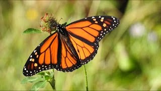 Papillon Monarque  Danaus Plexippus [upl. by Bently962]