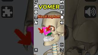 Vomer  Nasal bone  Anatomy medical 3d anatomy bones head neck nose shorts [upl. by Debee]