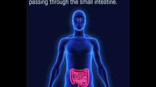 Location and Function of the Lacteals in the Small Intestine [upl. by Lennaj34]