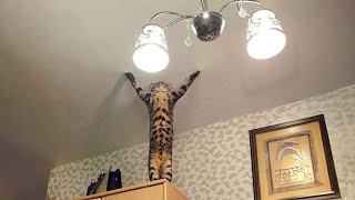 Cats Weird Behavior Collection New Funny Cat Videos [upl. by Rasaec]