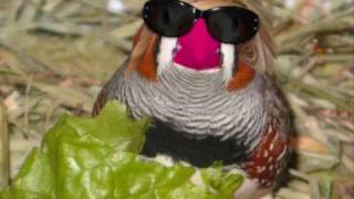 funny zebra finches [upl. by Konstantine]