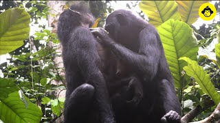 Grooming behaviors among wild bonobos【Observations of Bonobos 9】 [upl. by Lyrrehs]