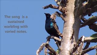 Cape Glossy Starling singing [upl. by Irem]