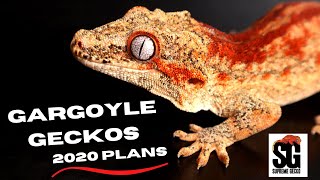 Gargoyle Geckos  2020 Plans [upl. by Enner]