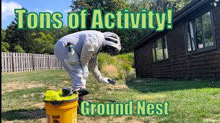 Southern Yellowjacket Ground Nest Removal [upl. by Llerred]