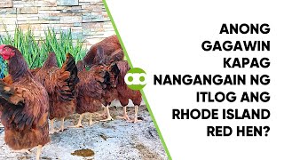 Anong Gagawin Kapag Nangangain ng Itlog ang Rhode Island Red Hen [upl. by Kra]