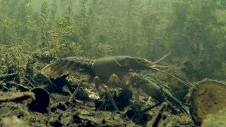 Unterwasser Video  Gopro  RC Uboot  Amerikanischer Flusskrebs  Kamberkrebs [upl. by Tanney54]