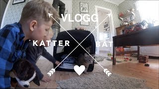 Hämtar kattungar ◊ Vlogg [upl. by Eibo]