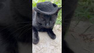 cat catvideos black [upl. by Hartzel49]