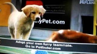 The Puppy Bowl on The Animal Planet 2010 [upl. by Adnah]