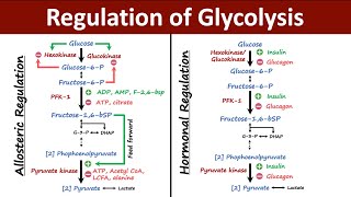 Regulation of Glycolysis  Allosteric vs Hormonal Regulation of Glycolysis  Biochemistry [upl. by Millard]