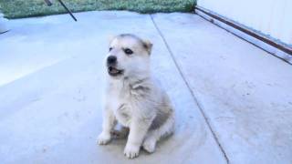 Husky Puppys 1st Howl [upl. by Barker]