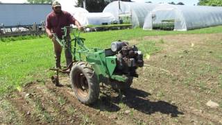 Onion plants cultivated with Planet Jr HW tractor [upl. by Alleirbag]