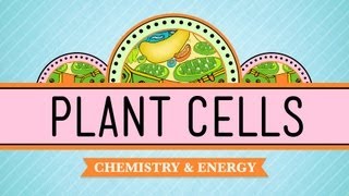 Plant Cells Crash Course Biology 6 [upl. by Hamlen252]