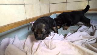 Les chiots Berger Allemand de Roxy 25 Novembre 2015 [upl. by Damiani895]